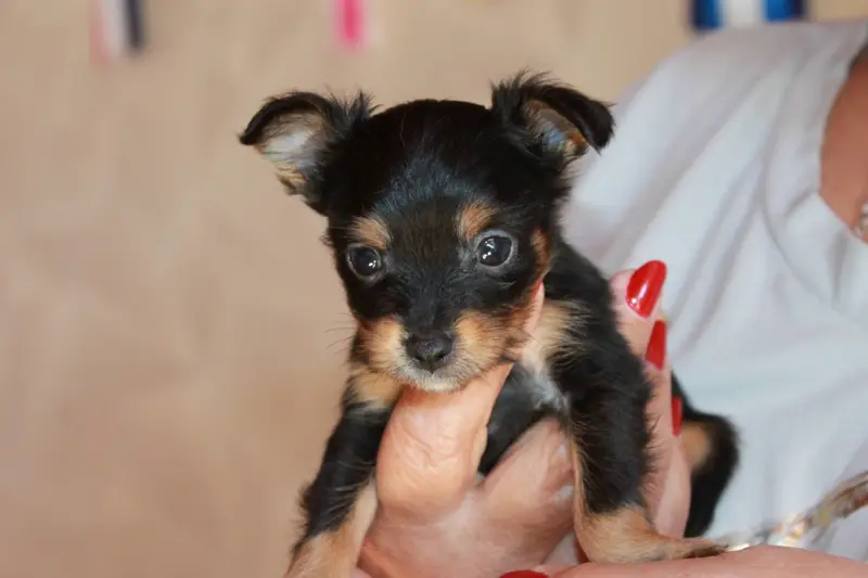 Portée de Petit chien russe, élevage Divine Manoune