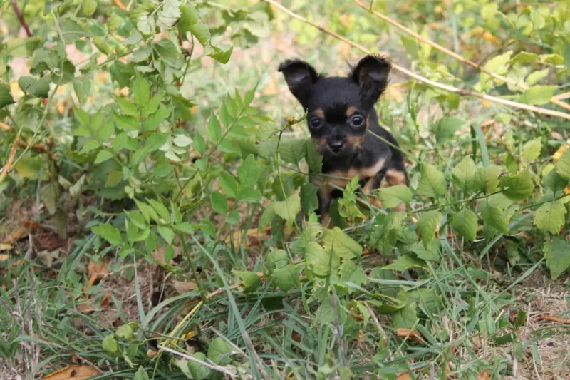 Portée de Petit chien russe, élevage Divine Manoune