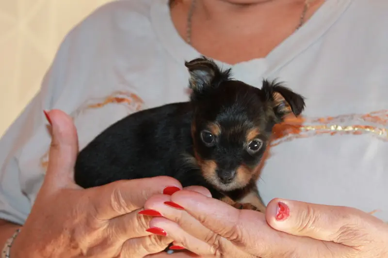 Portée de Petit chien russe, élevage Divine Manoune