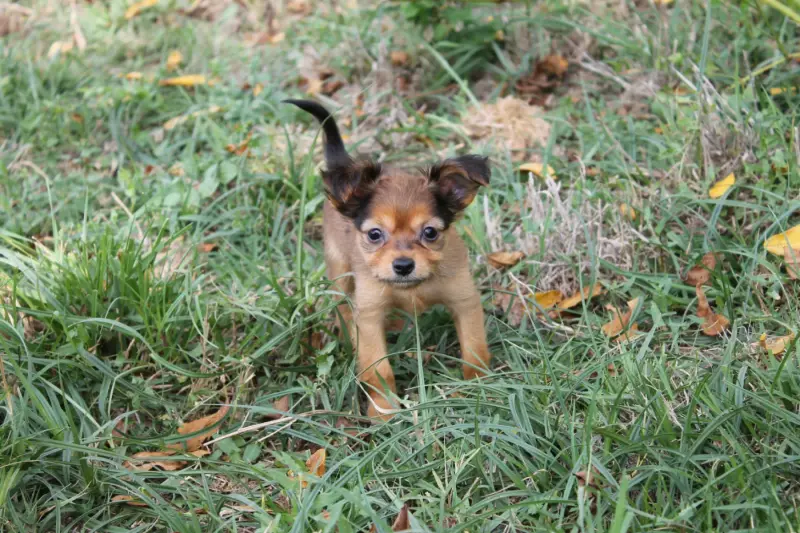 collier bleu /Benny, Petit chien russe, élevage Divine Manoune