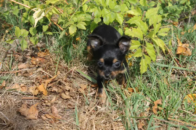 Portée de Petit chien russe, élevage Divine Manoune