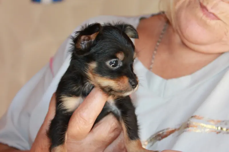 Portée de Petit chien russe, élevage Divine Manoune