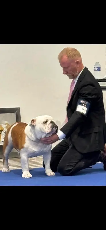 Père de la portée de Bulldog anglais, élevage De la Maison Henriette