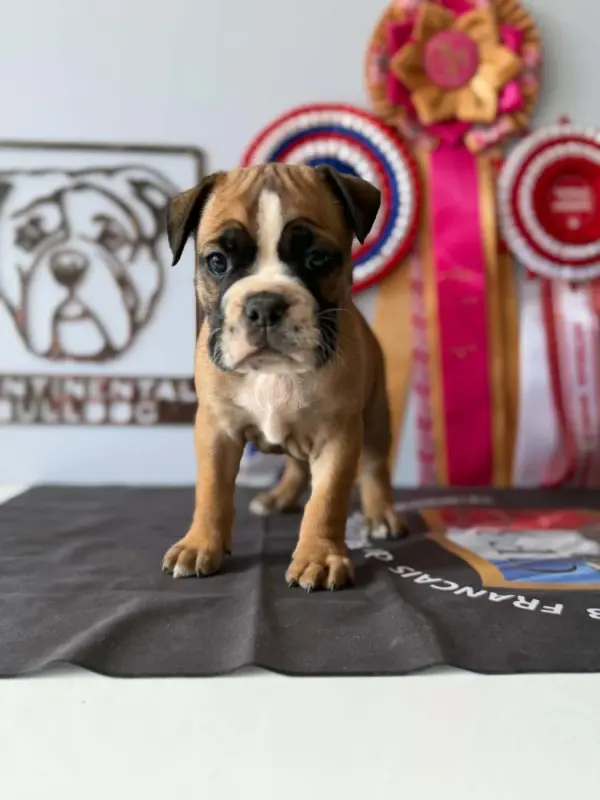 Portée de Bulldog continental, élevage Des Dieux de l'Arene