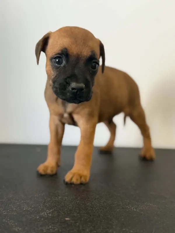 Portée de Staffordshire bull terrier, élevage Des Dieux de l'Arene