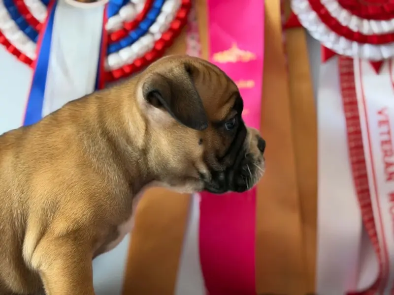 Portée de Bulldog continental, élevage Des Dieux de l'Arene