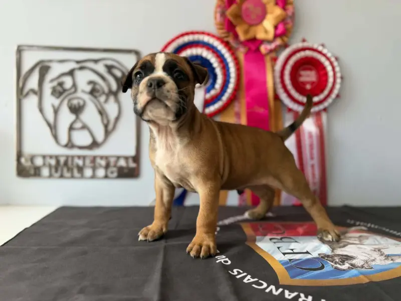 Portée de Bulldog continental, élevage Des Dieux de l'Arene