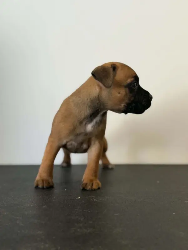 Portée de Staffordshire bull terrier, élevage Des Dieux de l'Arene