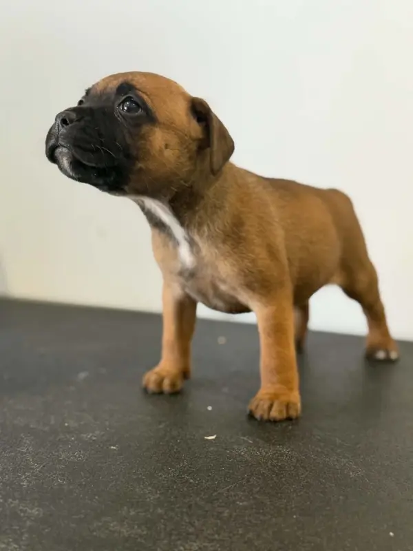 Portée de Staffordshire bull terrier, élevage Des Dieux de l'Arene