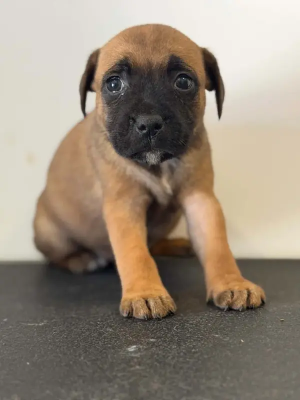 Portée de Staffordshire bull terrier, élevage Des Dieux de l'Arene