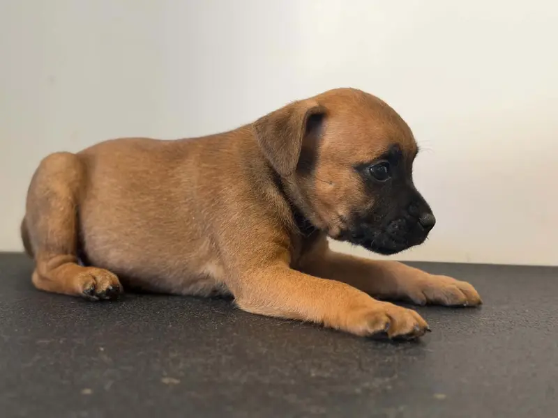 Portée de Staffordshire bull terrier, élevage Des Dieux de l'Arene
