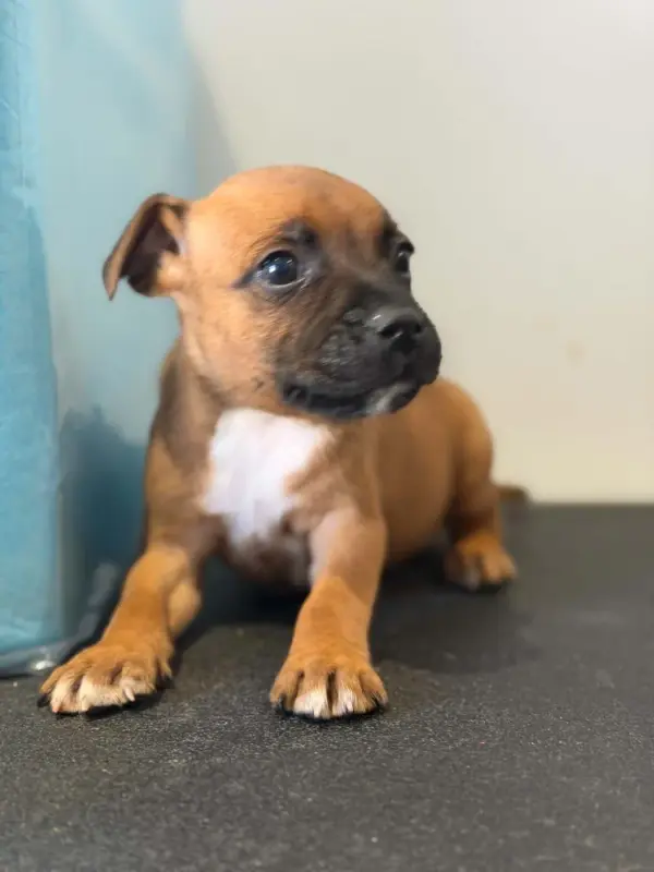 Male 1 - Milo, Staffordshire bull terrier, élevage Des Dieux de l'Arene