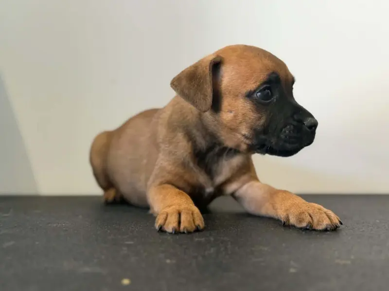 Portée de Staffordshire bull terrier, élevage Des Dieux de l'Arene