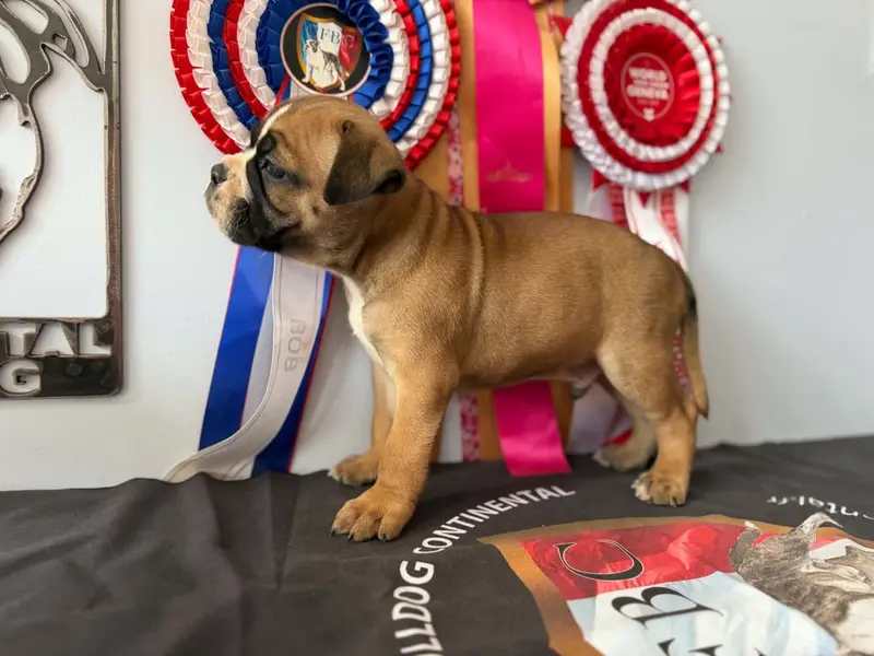 Portée de Bulldog continental, élevage Des Dieux de l'Arene