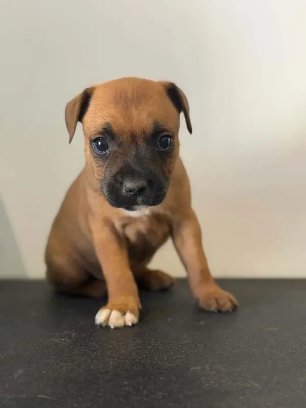 Male 3 / Björn, Staffordshire bull terrier, élevage Des Dieux de l'Arene