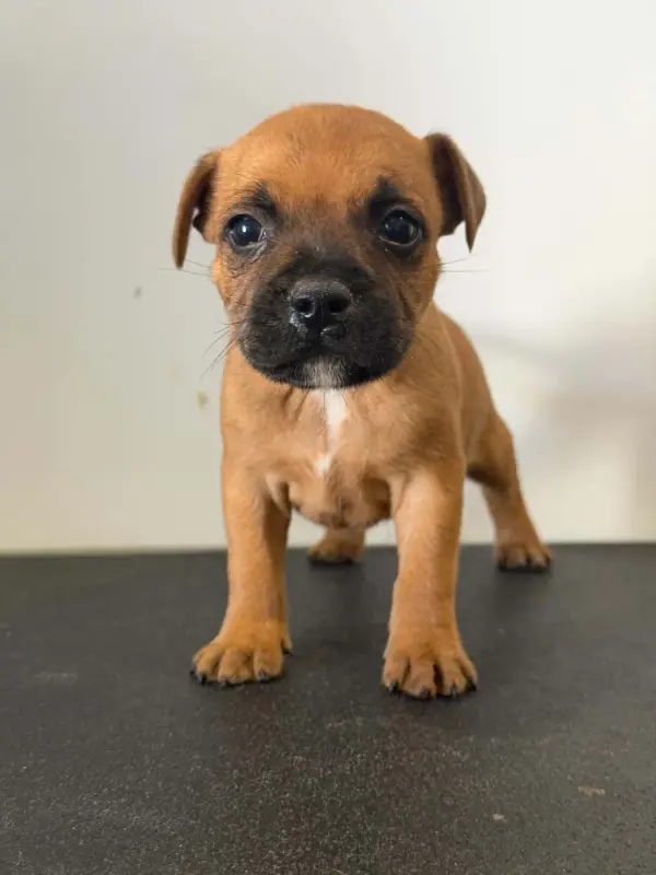 Male 2 / Babylon, Staffordshire bull terrier, élevage Des Dieux de l'Arene