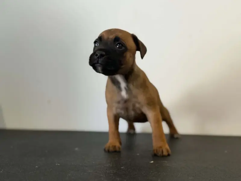 Portée de Staffordshire bull terrier, élevage Des Dieux de l'Arene