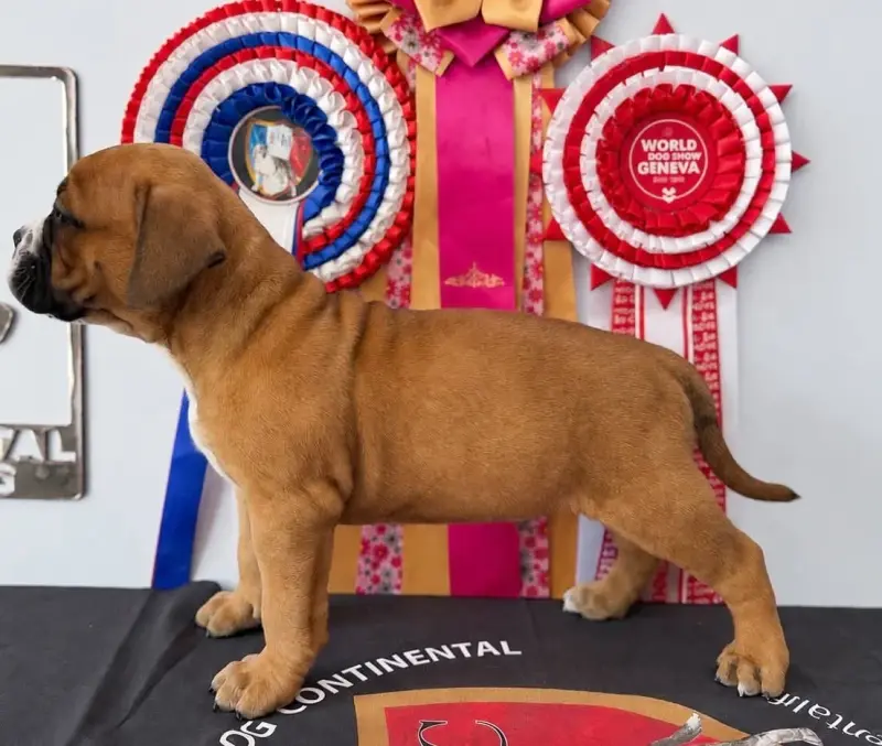 Portée de Bulldog continental, élevage Des Dieux de l'Arene