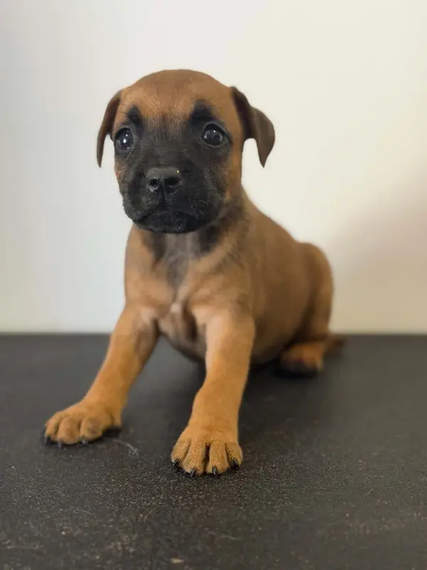 Portée de Staffordshire bull terrier, élevage Des Dieux de l'Arene