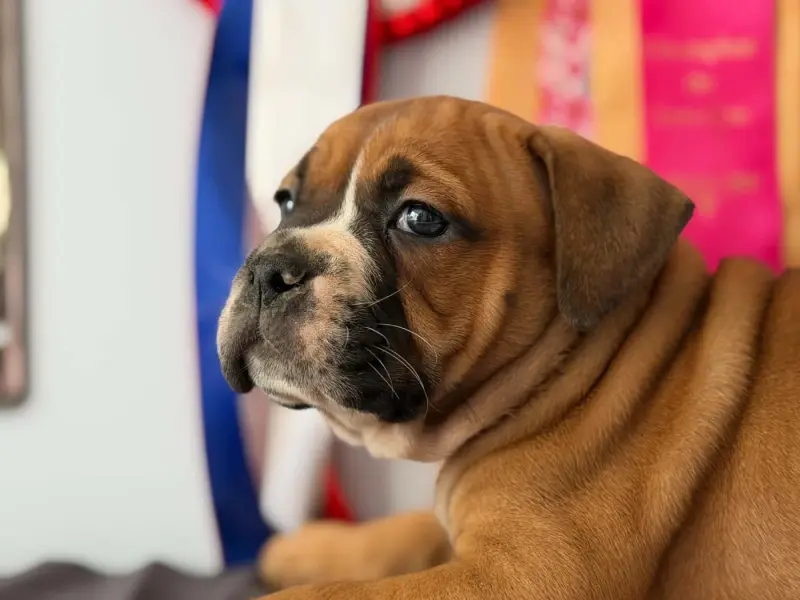 Portée de Bulldog continental, élevage Des Dieux de l'Arene