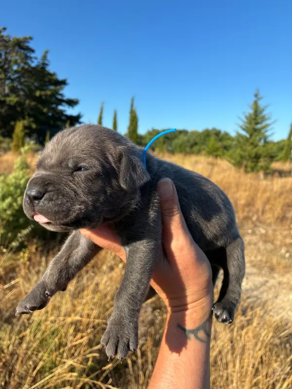 Portée de Cane corso, élevage Orev d'Urkya