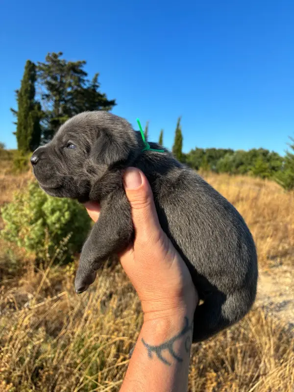Photo de l'élevage Orev d'Urkya