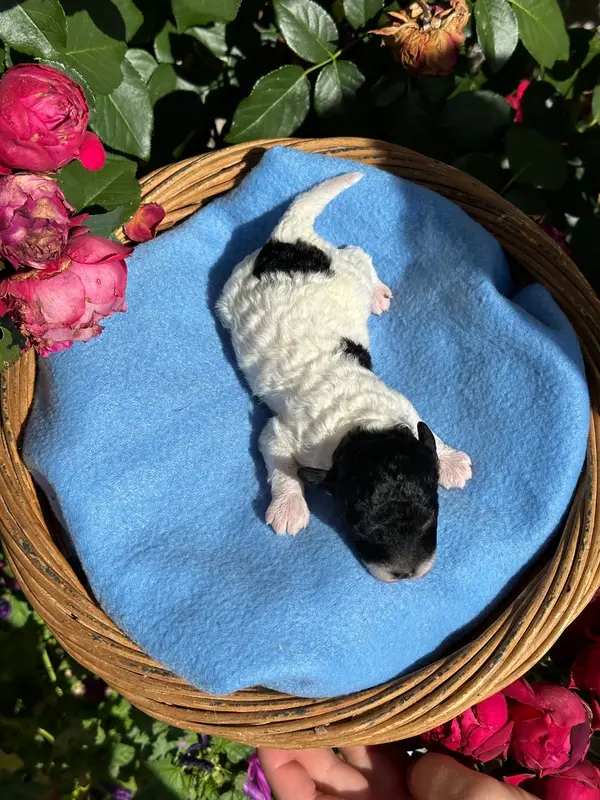 Portée de Caniche, élevage Du Pre Moussey