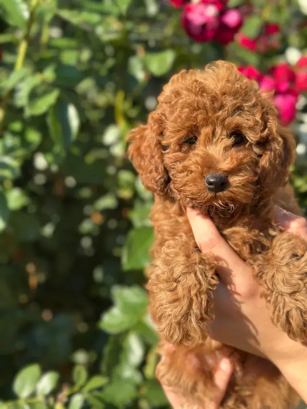 Chiot, Caniche, élevage Du Pre Moussey