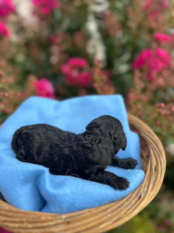 Portée de Caniche, élevage Du Pre Moussey