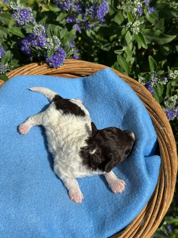 Portée de Caniche, élevage Du Pre Moussey