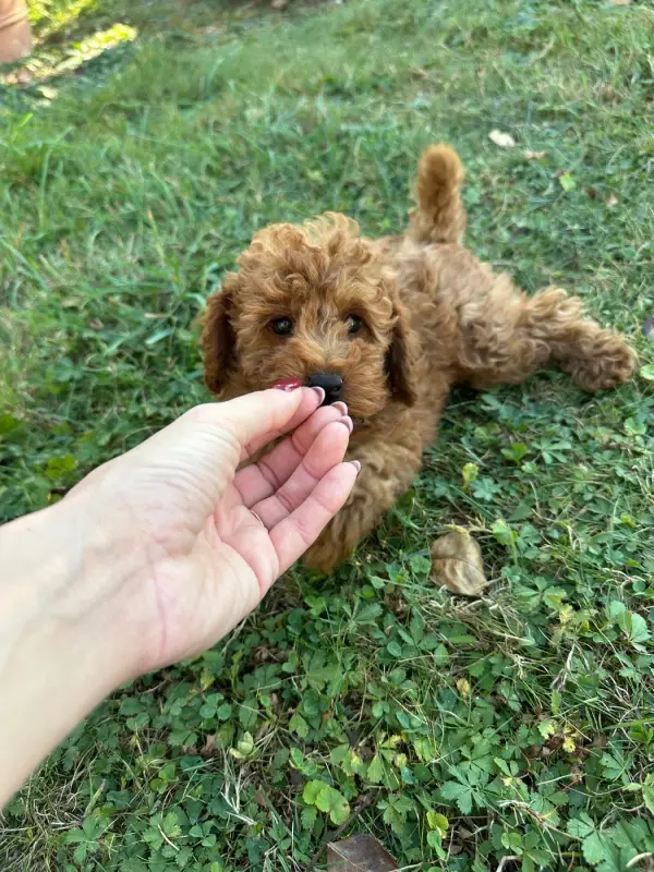 Portée de Caniche, élevage Du Pre Moussey