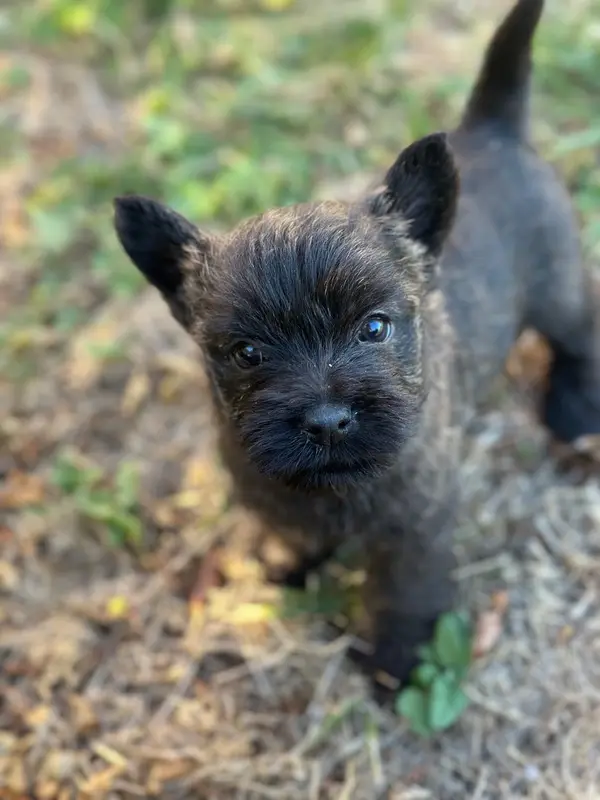 Portée de Cairn terrier, élevage Du Pre Moussey