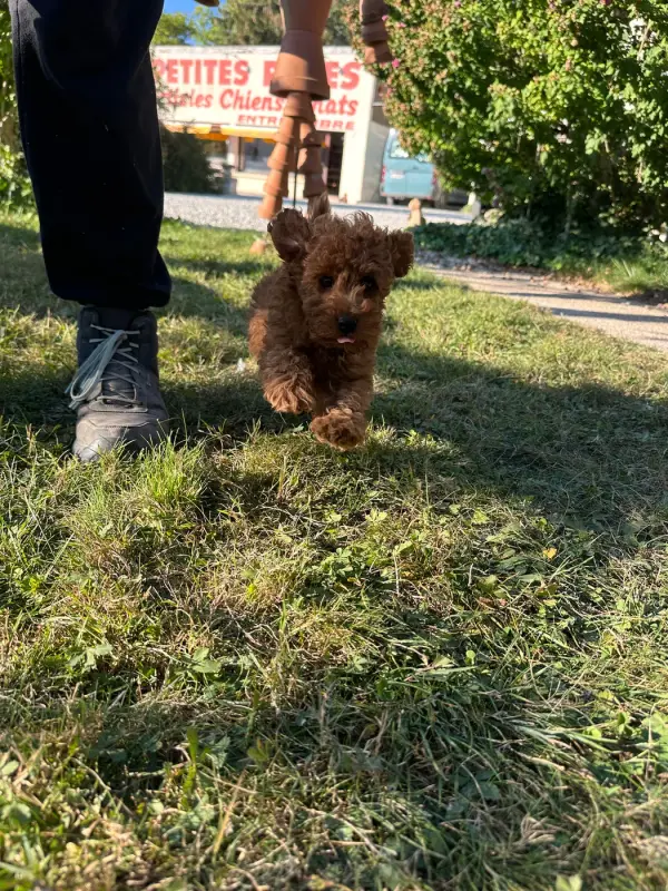Portée de Caniche, élevage Du Pre Moussey