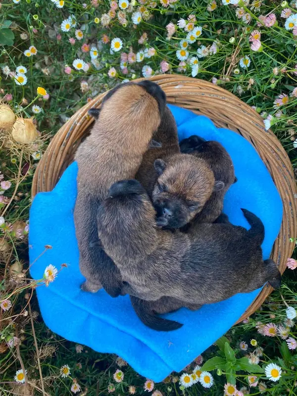 Portée de Cairn terrier, élevage Du Pre Moussey