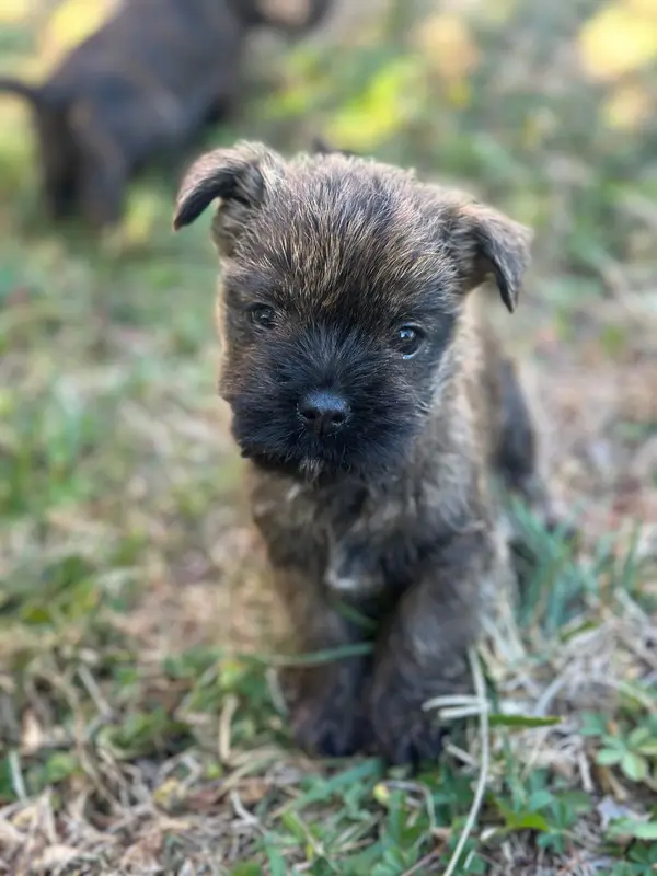 Portée de Cairn terrier, élevage Du Pre Moussey