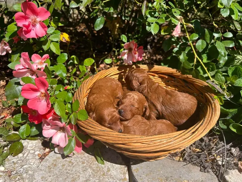 Portée de Caniche, élevage Du Pre Moussey