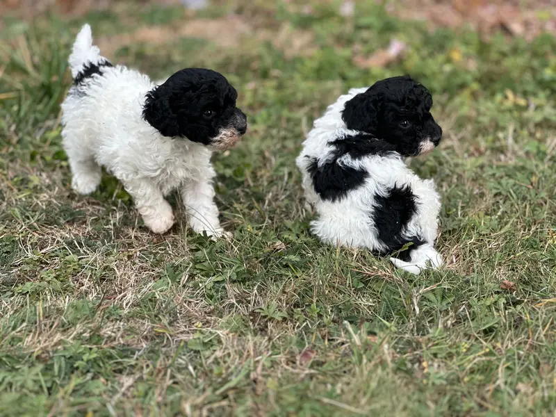 Portée de Caniche, élevage Du Pre Moussey