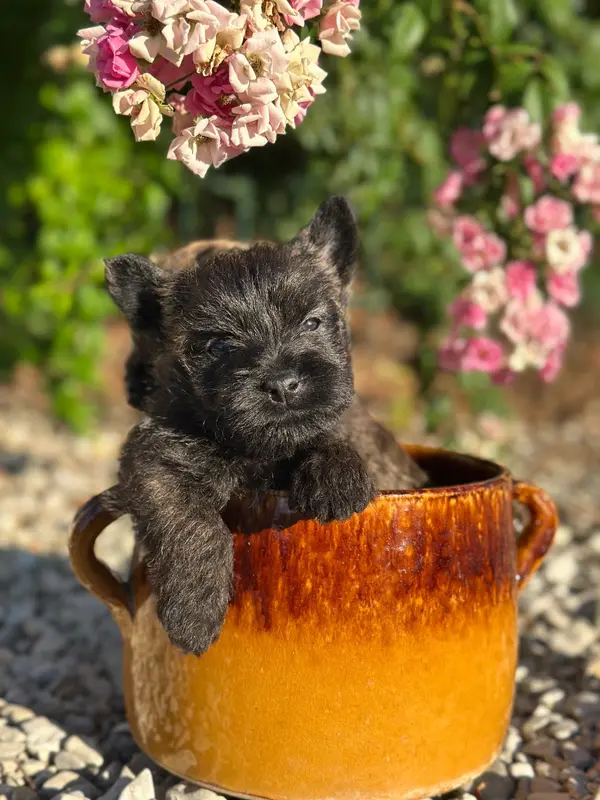Portée de Cairn terrier, élevage Du Pre Moussey