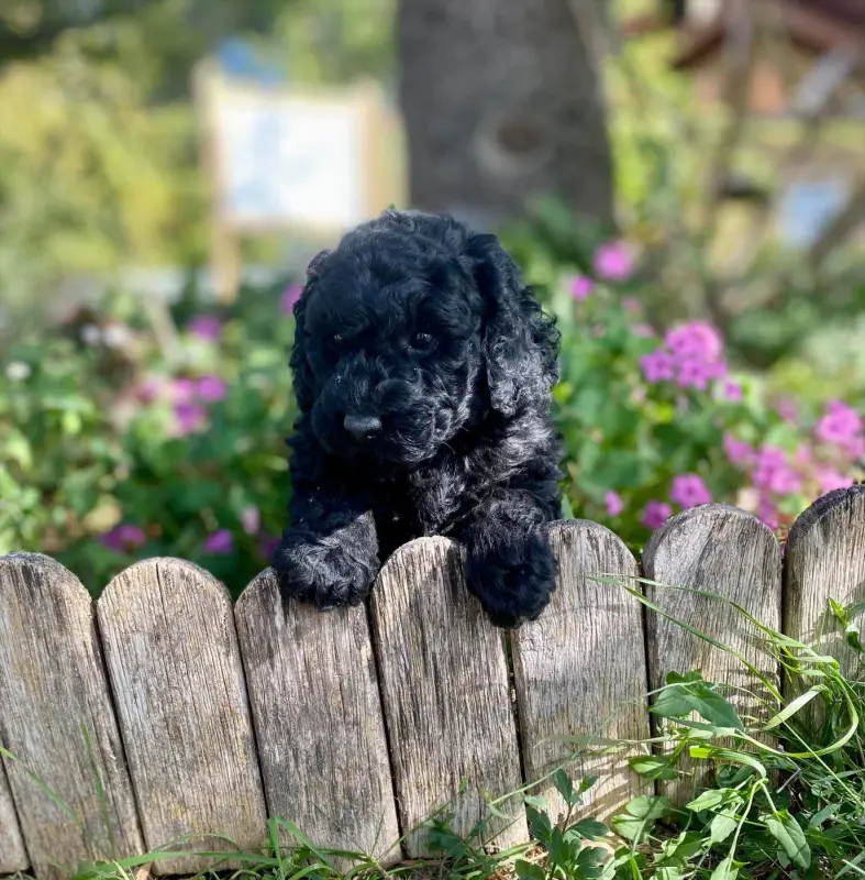 Chiot, Caniche, élevage Du Pre Moussey