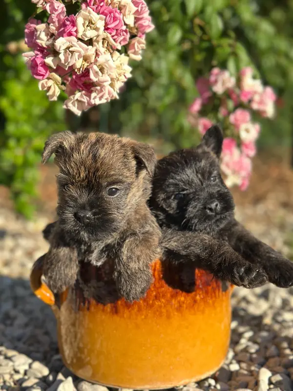 Portée de Cairn terrier, élevage Du Pre Moussey