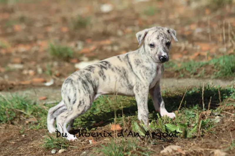 Baxter, Whippet, élevage Du Phoenix d'An Argoat