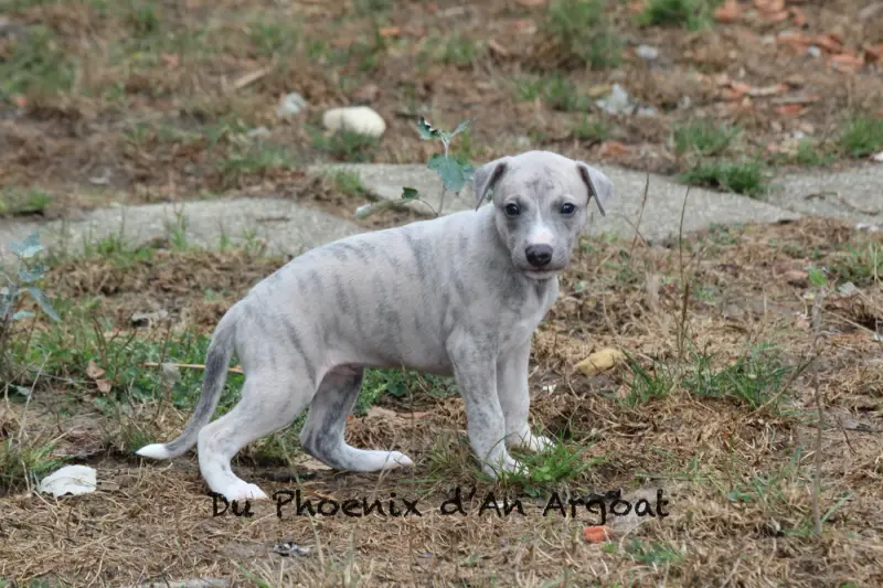 Bobby, Whippet, élevage Du Phoenix d'An Argoat