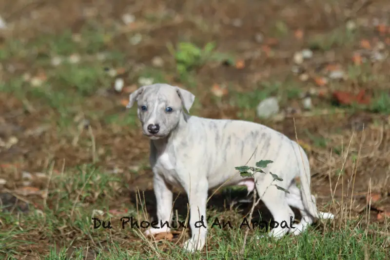 Byron, Whippet, élevage Du Phoenix d'An Argoat