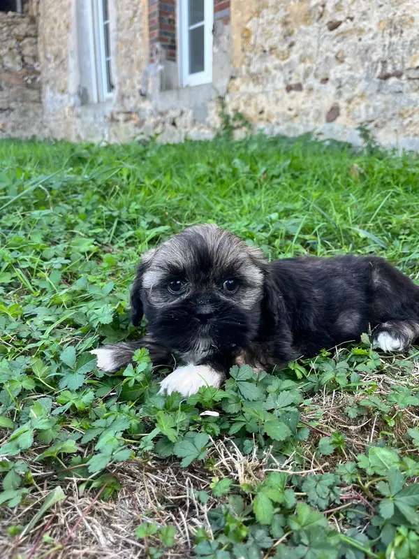 Portée de Lhassa apso, élevage De Jerrie Black