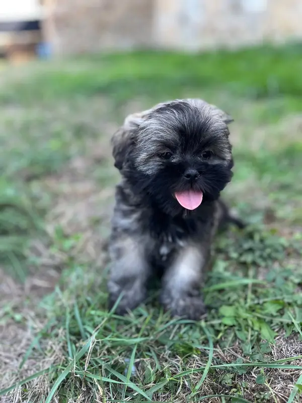 Portée de Lhassa apso, élevage De Jerrie Black