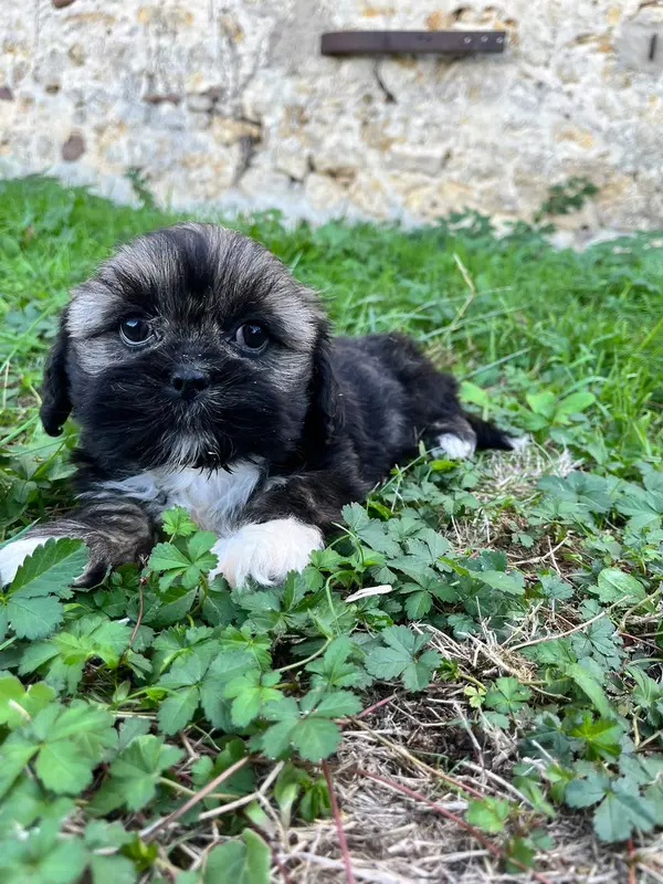 Portée de Lhassa apso, élevage De Jerrie Black