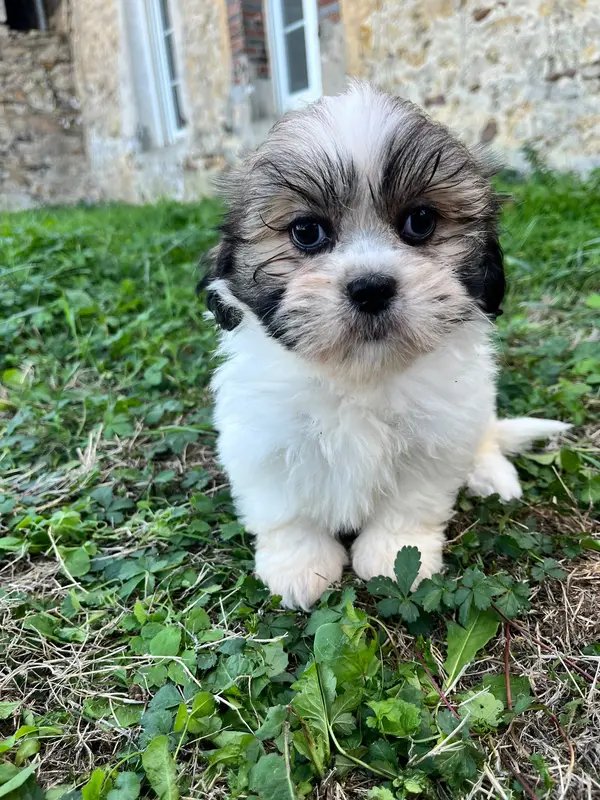 Bridie, Lhassa apso, élevage De Jerrie Black