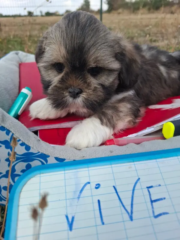 Byron, Lhassa apso, élevage De Jerrie Black