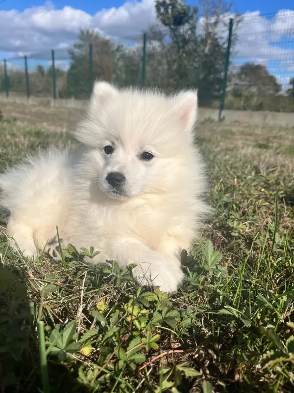 Bulle, Spitz japonais, élevage De Jerrie Black