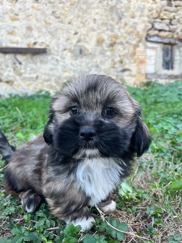 Bento, Lhassa apso, élevage De Jerrie Black